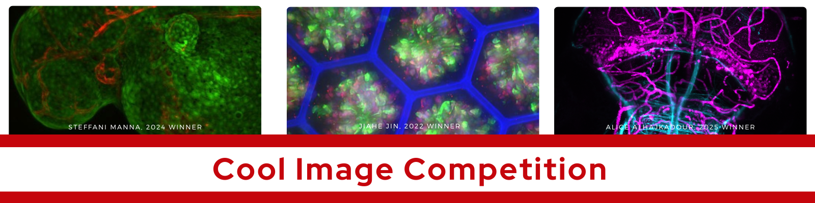 Three microscopic images showing cells in green, blue, and purple.
