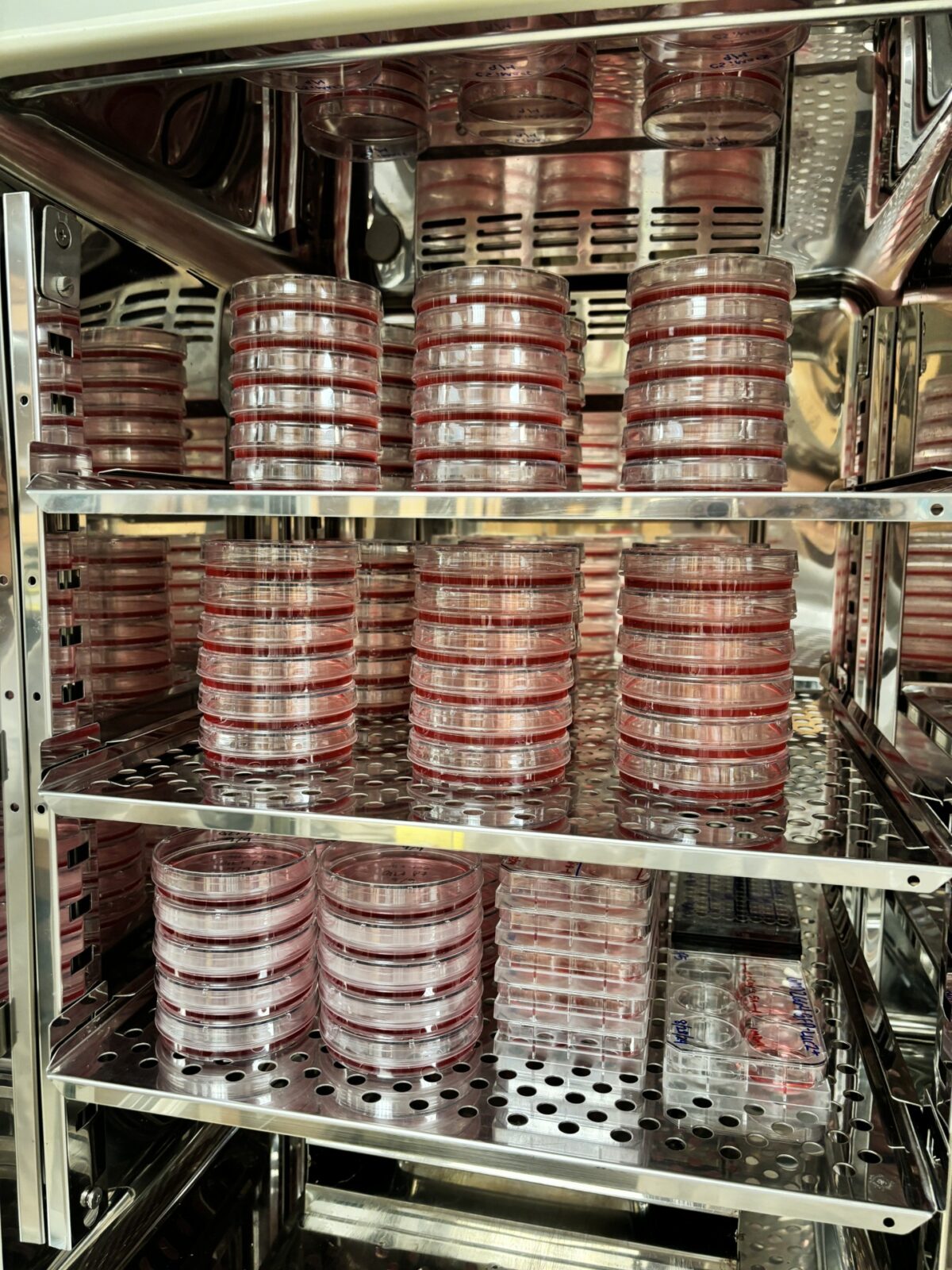 Cell cultures in an incubator