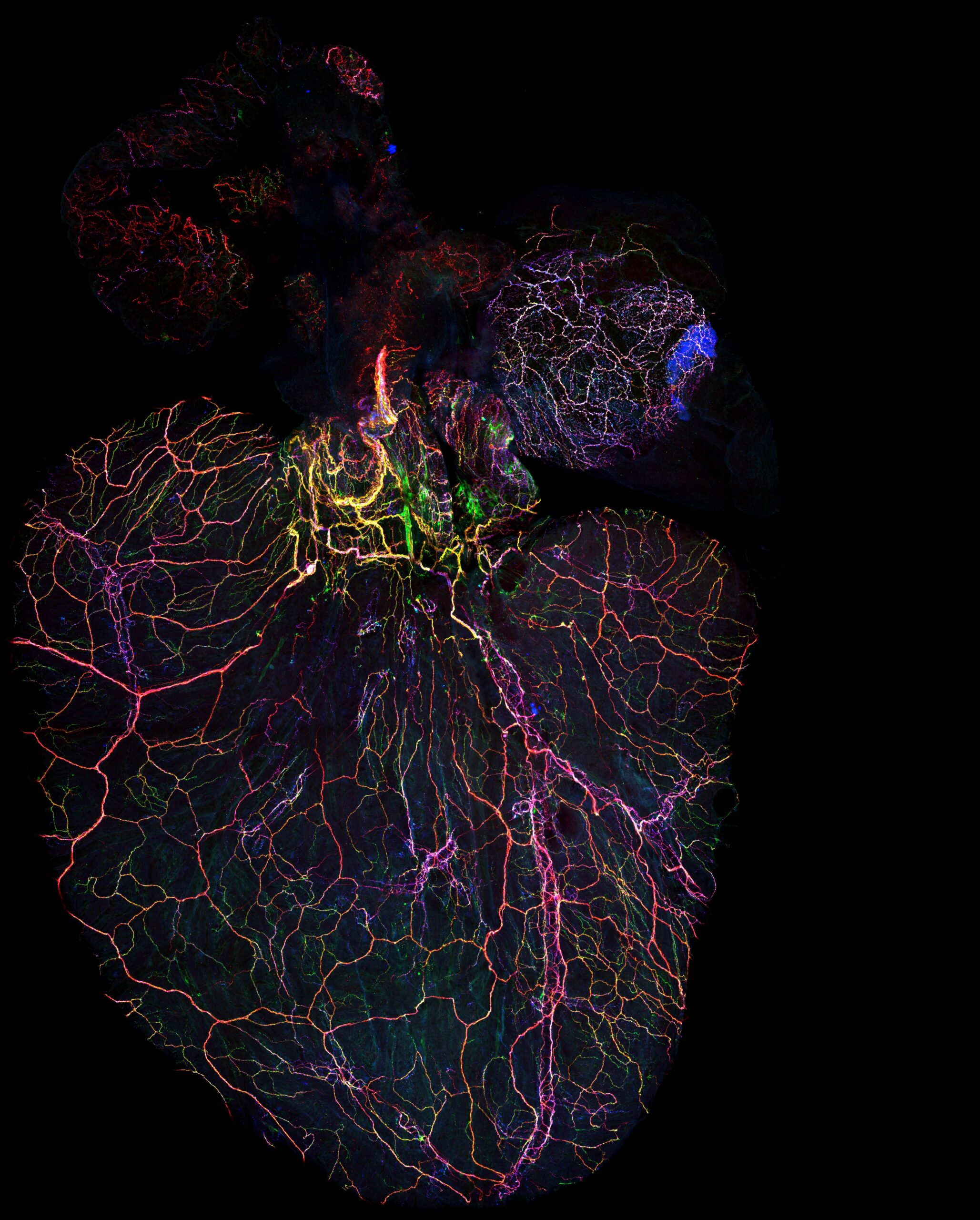 multi-color stem cell image