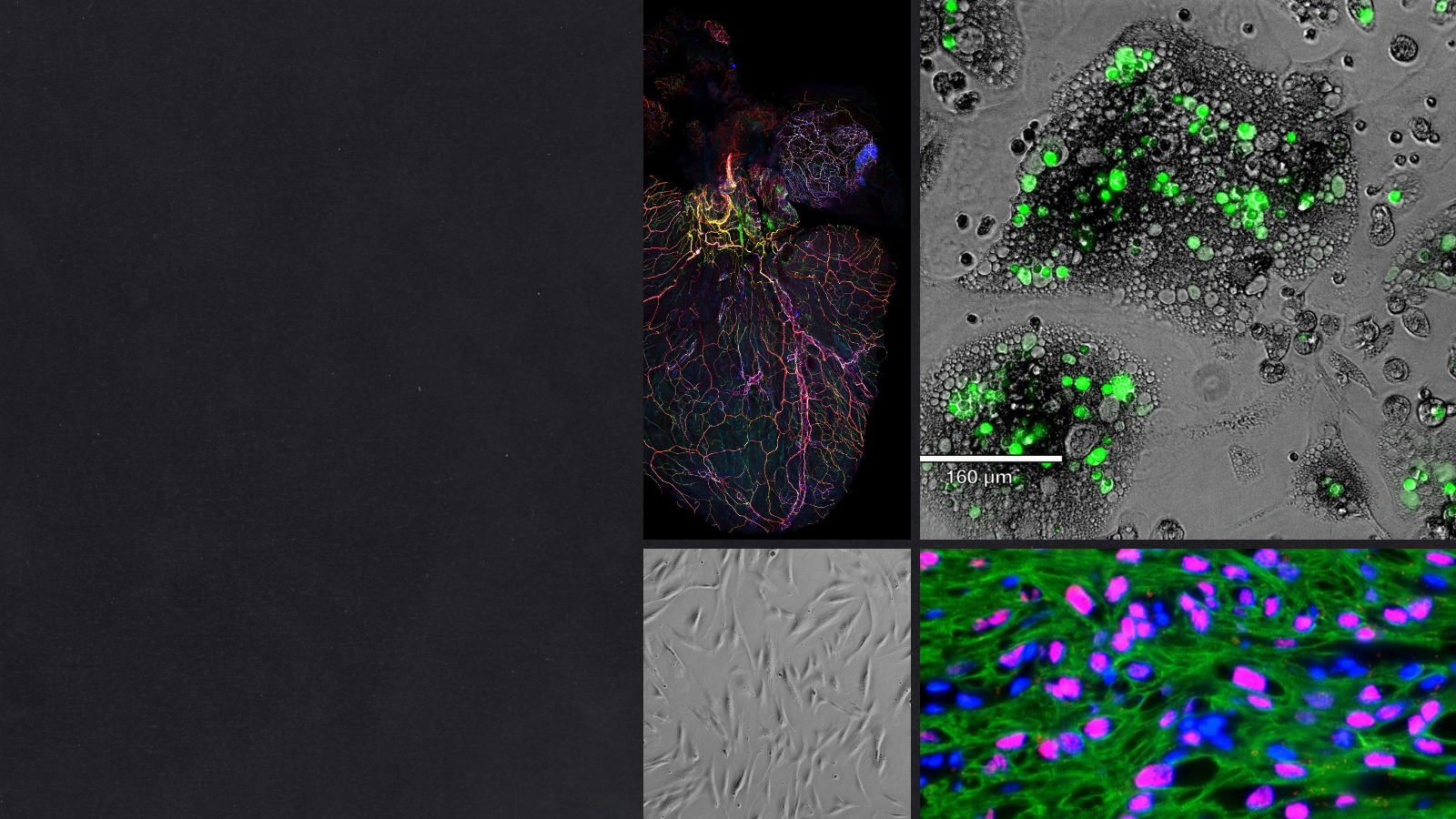stem cell images